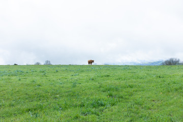 牧草地にポツンといる一頭の牛
