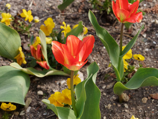 Tulipes fosteriana red alert à floraison précoce