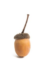 acorn isolated