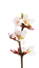 Fototapeta na wymiar cherry flowers branch isolated