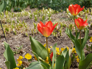 La Tulipe fosteriana red alert à floraison précoce