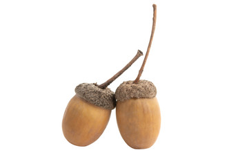 acorn isolated