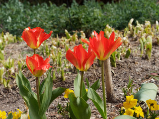 Fototapeta premium Tulipes fosteriana red alert à floraison précoce