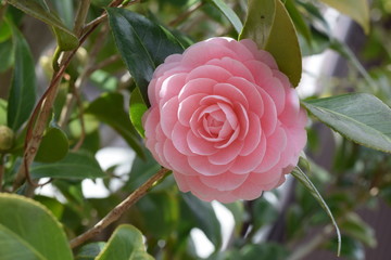 ピンクボタンの花　