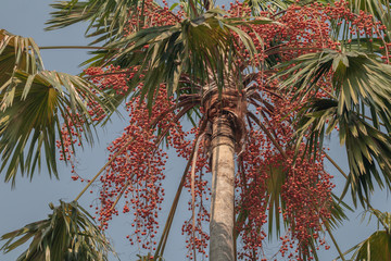 Areca catechu or betel nut is colorful in the garden.common names including the areca palm, areca...