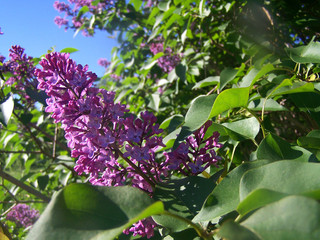 Common Lilac flowers on sunny may morning