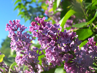 Obraz na płótnie Canvas Common Lilac flowers on sunny may morning