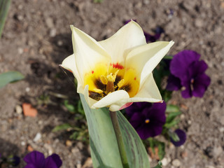 Tulipes botaniques Kaufmanniana Glück de couleur jaune flammé carmin