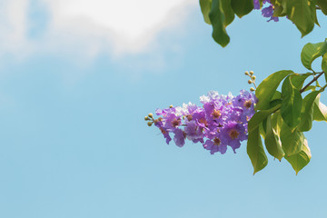 Purple flower are blooming in a garden.Beautiful Lagerstroemia Loudoni blooming flower.