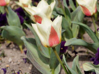 Tulipes botaniques Kaufmanniana Glück de couleur jaune flammé carmin
