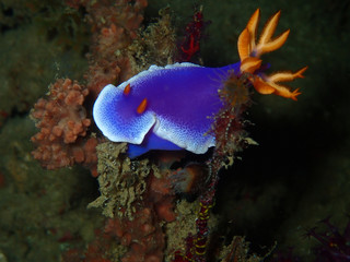 Closeup with beautiful nudibranch during the night and sunset dive.