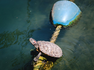 Fototapeta premium Turtle Giving the Side Eye