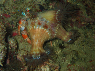 The beauty and macro shot of cuttlefish in underwater world diving during the night dive in Sabah, Borneo.