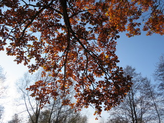 oak tree in autumn