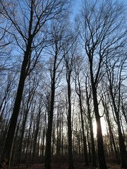 sunset in the forest with bare trees in winter