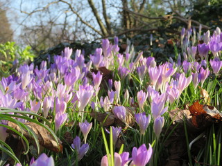 purple crocuses in the garden in sunlight