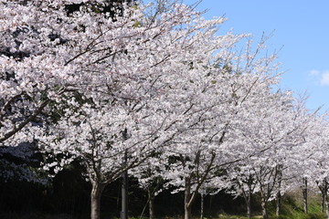 桜並木