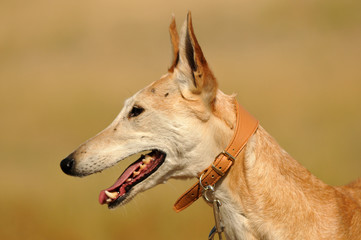 Perros abandonados en la protectora