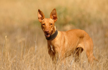Perros abandonados en la protectora