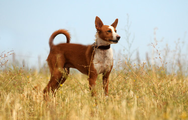 Perros abandonados en la protectora