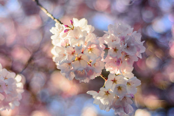 cherry blossom blooming vancouver closeup bokeh blur pink