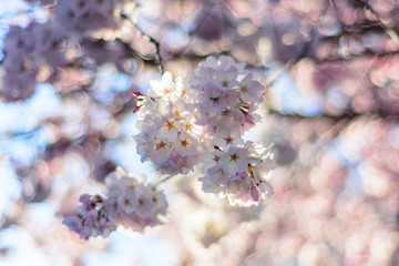 cherry blossom blooming vancouver closeup bokeh blur pink
