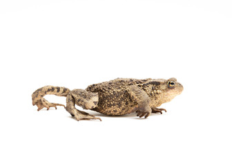 Erdkröte im Schreitgang seitlich