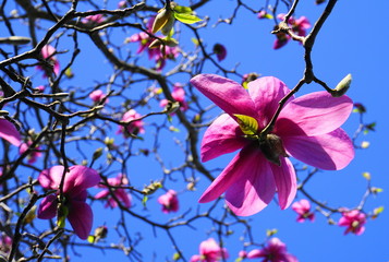 Magnolia blossom tree. Beautiful magnolia flowers against blue sky background close up.