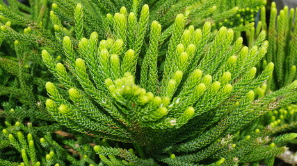 Medicinal plant natural