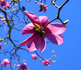 Magnolia blossom tree. Beautiful magnolia flowers against blue sky background close up.