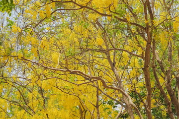 Beautiful Cassia fistula (Golden shower tree) blossom blooming on tree with nature blurred background, known as golden rain tree, canafistula and ratchapruek in Thailand.