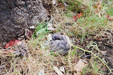 pigeon baby dropped from the nest