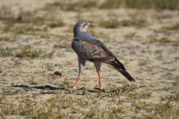 Weißbürzel-Singhabicht (Melierax canorus) im Kgalagadi-Transfrontier-Nationalpark in Südafrika