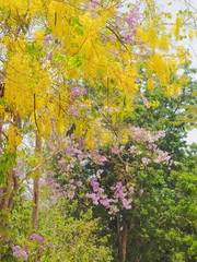 Beautiful Cassia fistula (Golden shower tree) blossom blooming on tree with nature blurred background, known as golden rain tree, canafistula and ratchapruek in Thailand.