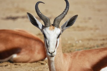 Springbock (antidorcas marsupialis) in der Kalahari (Namibia)