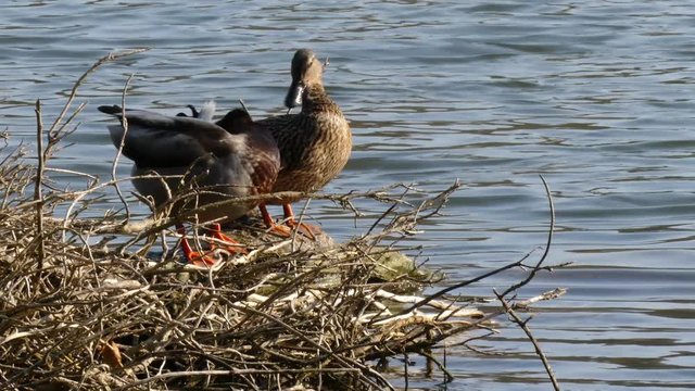 canard