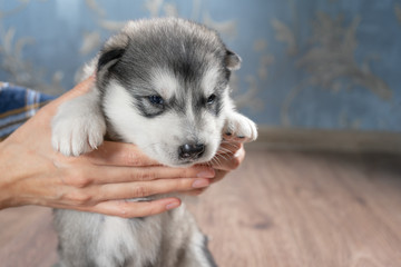 Naklejka na ściany i meble Girl holding a puppy Alaskan Malamute in his hands