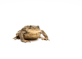 Erdkröte von vorne mit weißen Hintergrund