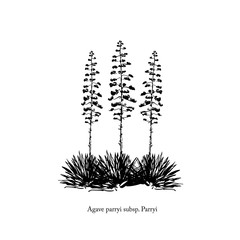 vector illustration of agave Bush with flower, freehand sketch