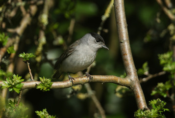 A stunning male Blackcap, Sylvia atricapilla, perched in a tree.
