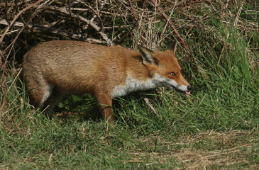 A magnificent Red Fox (Vulpes vulpes) searching for food to eat at the edge of shrubland.	
