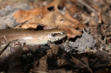 An Anguis fragilis, or slow worm warming up on the ground in the sun before going hunting.