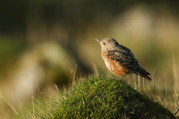 An extremely rare juvenile Rock Thrush (Monticola saxatilis) perched on a mossy mound in Wales, UK.	