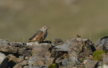 An extremely rare juvenile Rock Thrush (Monticola saxatilis) perched on top of a pile of rocks in Wales, UK.