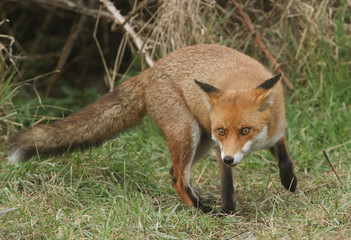 A magnificent Red Fox (Vulpes vulpes) searching for food to eat at the edge of shrubland.	