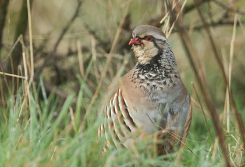 A pretty Red-Legged Partridge, Alectoris rufa, searching for food in a field in the UK.