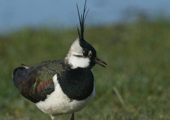 A stunning Lapwing, Vanellus vanellus, searching for food in a grassy field at the edge of a water...