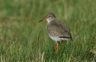 A beautiful Redshank (Tringa totanus) standing on a grassy mound in a field during breeding season.