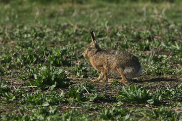 A stunning Brown Hare, Lepus europaeus, standing in a meadow in the UK. 
