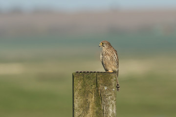 A pretty hunting Kestrel (Falco tinnunculus) perched on a wooden post.	